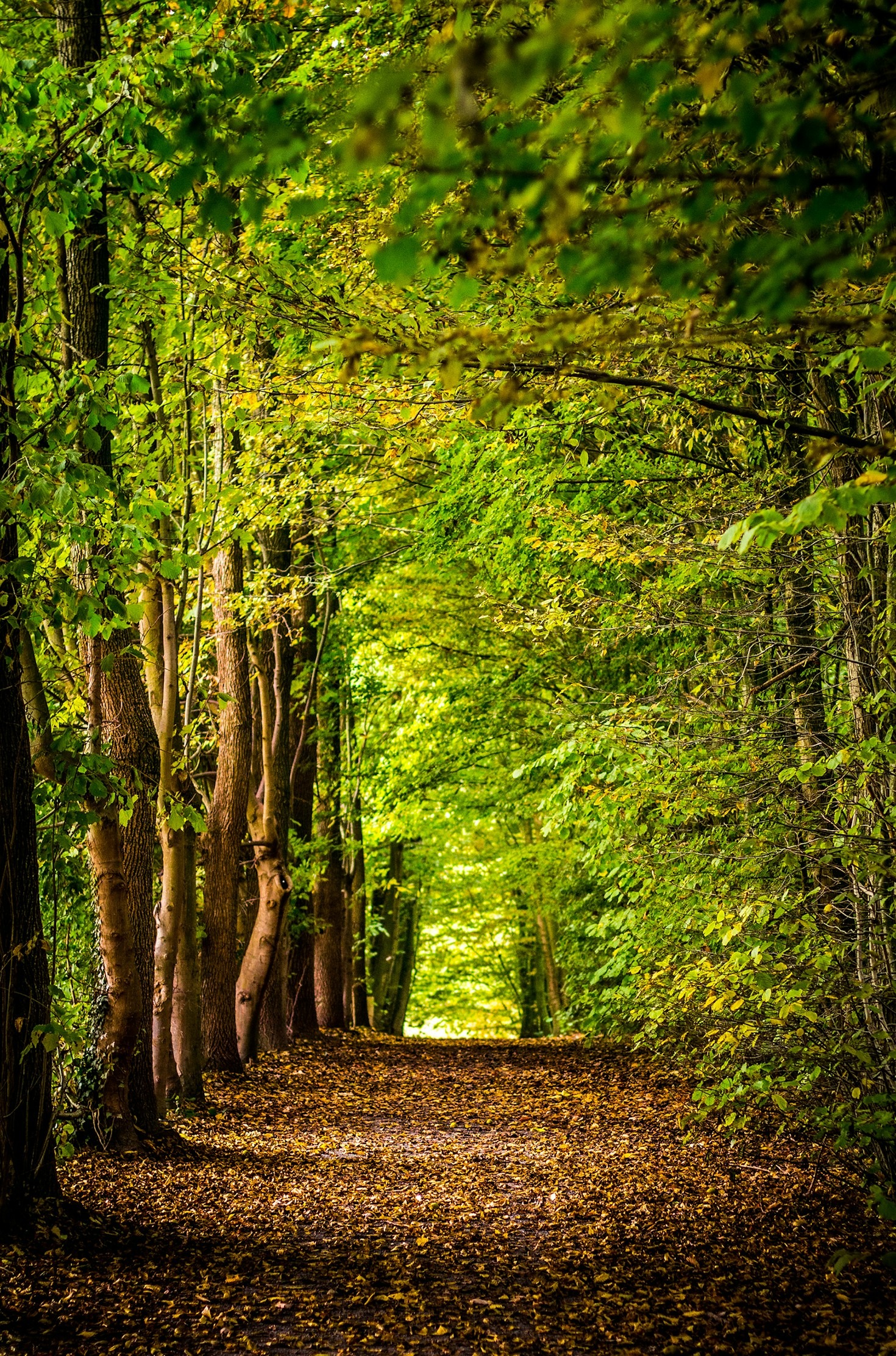 REFORESTA: Adopta un Árbol, Siembra Vida